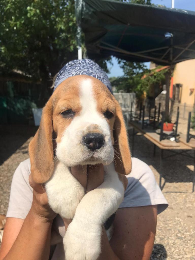 cucciolo beagle con bandana